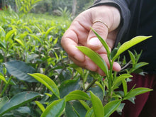 Load image into Gallery viewer, Tenzing - Wild Kaapi